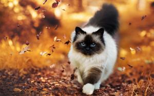 Siamese cat walking in autumn wallpaper thumb