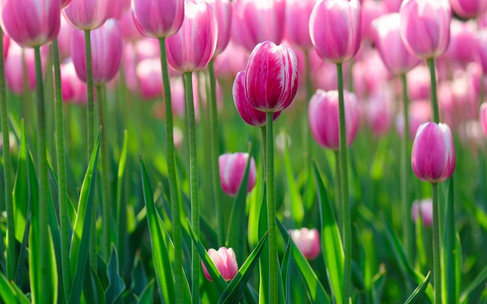 Beautiful pink tulip flowers in the morning wallpaper,Beautiful HD wallpaper,Pink HD wallpaper,Tulip HD wallpaper,Flowers HD wallpaper,Morning HD wallpaper,1920x1200 wallpaper