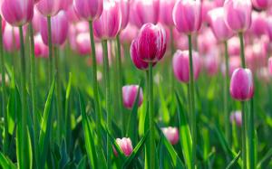 Beautiful pink tulip flowers in the morning wallpaper thumb