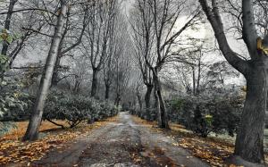 Road Trees Leaves Autumn HD wallpaper thumb