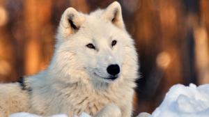 Lovely White Wolf In Snow wallpaper thumb
