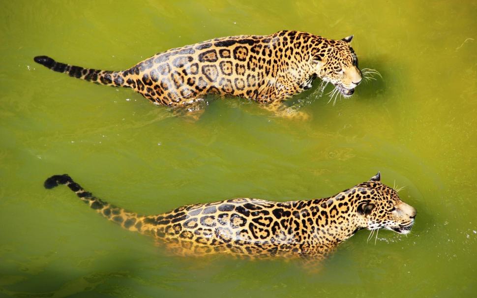 Two jaguar swimming in water wallpaper,Two HD wallpaper,Jaguar HD wallpaper,Swimming HD wallpaper,Water HD wallpaper,1920x1200 wallpaper