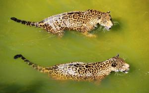 Two jaguar swimming in water wallpaper thumb