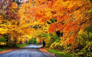 Colorful autumn, road, trees, park wallpaper thumb