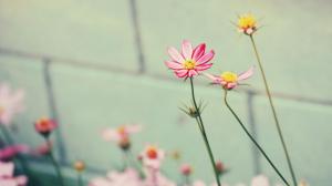 Nice Flowers wallpaper thumb