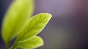 Spring Leaf HD wallpaper thumb