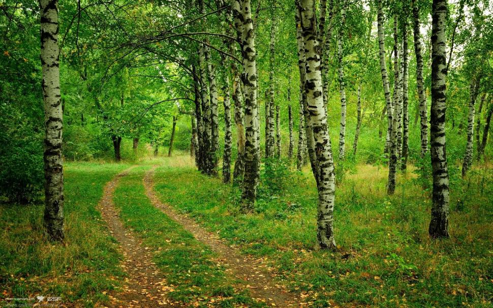 Trees Forest Path Trail Green HD wallpaper,nature HD wallpaper,trees HD wallpaper,green HD wallpaper,forest HD wallpaper,path HD wallpaper,trail HD wallpaper,1920x1200 wallpaper