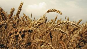 Wheat field, Nature, plants, field, macro, food wallpaper thumb