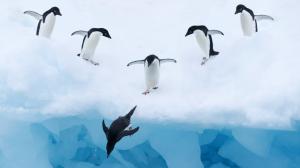 Penguins Swim  Computer Desktop wallpaper thumb