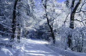 *** Road Through The Winter Forest *** wallpaper thumb