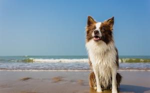 Dog, wet, beach, waves, sea wallpaper thumb