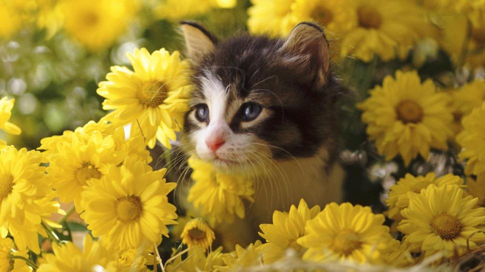 A Kitten Setting In The Flowers wallpaper,dasies HD wallpaper,flowers HD wallpaper,feline HD wallpaper,yellow HD wallpaper,kitten HD wallpaper,cute HD wallpaper,animals HD wallpaper,1920x1080 wallpaper