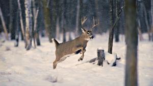 Deer Jumps In The Snow wallpaper thumb