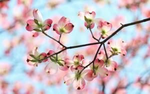 Spring, garden, twigs, pink flowers, petals wallpaper thumb