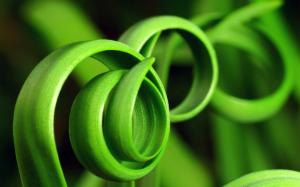 Spiral of green grass close-up wallpaper thumb
