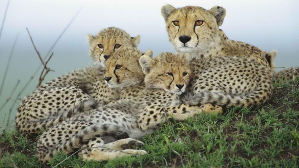 Cheetah Cub HD wallpaper,animals HD wallpaper,cub HD wallpaper,cheetah HD wallpaper,1920x1080 wallpaper