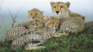 Cheetah Cub HD wallpaper thumb