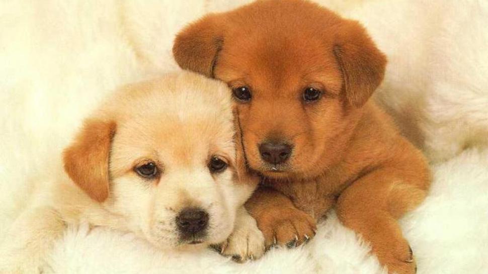 Animals, Dog, Lovely, Brothers wallpaper,animals HD wallpaper,dog HD wallpaper,lovely HD wallpaper,brothers HD wallpaper,1920x1080 wallpaper