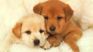 Animals, Dog, Lovely, Brothers wallpaper thumb