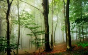 Fog in the green forest wallpaper thumb