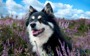 dog, spotted, grass, flowers wallpaper thumb