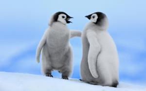 Cute Baby Penguins wallpaper thumb