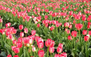 Pink tulip field wallpaper thumb