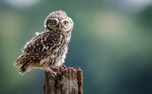 Little owl, bird, eyes, stump wallpaper thumb