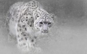 Winter Snow Leopard wallpaper thumb