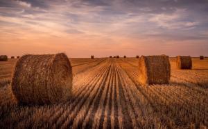 Wheat field, hay, summer, sunset wallpaper thumb
