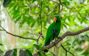 Green feathers bird, parrot, forest, leaves wallpaper thumb