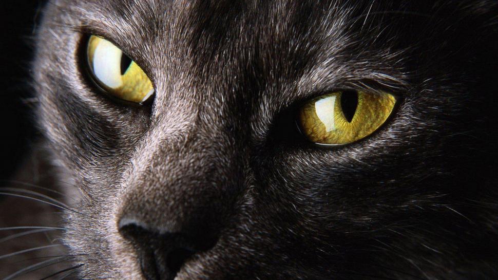 Close Nature Eyes Cats Animals Yellow High Resolution Pictures wallpaper,cats HD wallpaper,animals HD wallpaper,close HD wallpaper,eyes HD wallpaper,high HD wallpaper,nature HD wallpaper,pictures HD wallpaper,resolution HD wallpaper,yellow HD wallpaper,1920x1080 wallpaper