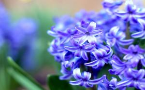 Purple Hyacinth wallpaper thumb