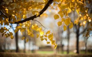 Trees, yellow leaves, autumn, blur, nature wallpaper thumb