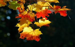 Colorful autumn leaves wallpaper thumb