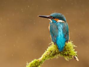 Bird, kingfisher, rain, tree branch wallpaper thumb