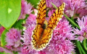 Butterfly On The Onion Flowers wallpaper thumb
