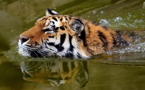 Tiger Swimming wallpaper thumb