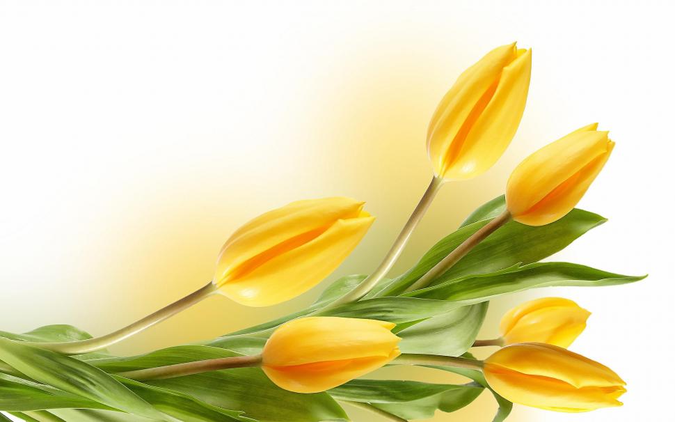 Tulips Yellow wallpaper,flower HD wallpaper,nature HD wallpaper,tulips HD wallpaper,yellow HD wallpaper,2560x1600 wallpaper