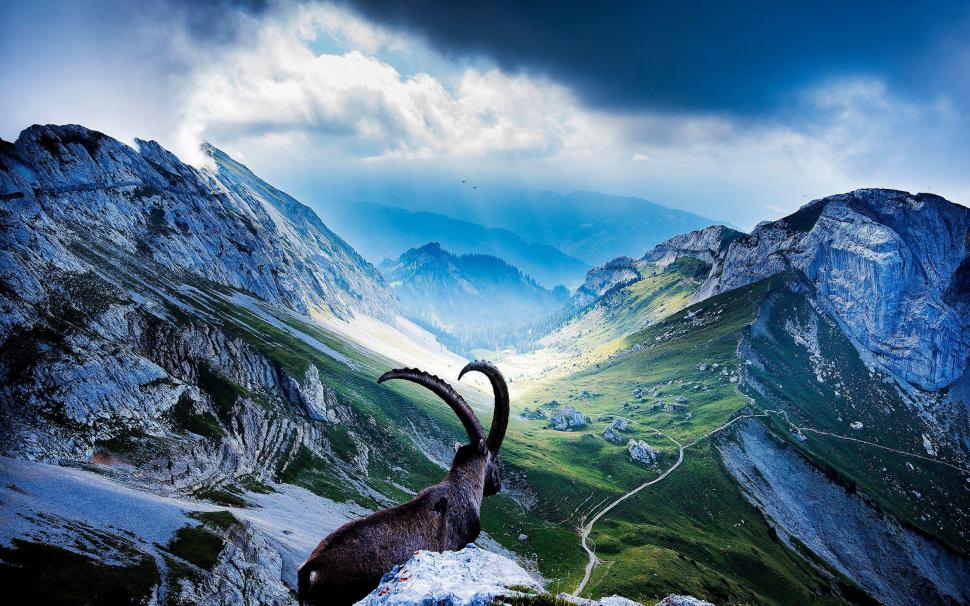Wild goat in the mountains wallpaper,animals HD wallpaper,2560x1600 HD wallpaper,goat HD wallpaper,wild goat HD wallpaper,2560x1600 wallpaper