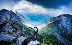 Wild goat in the mountains wallpaper thumb