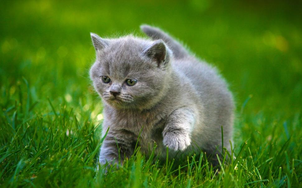 Cute gray kitten, walk, grass wallpaper,Cute HD wallpaper,Gray HD wallpaper,Kitten HD wallpaper,Walk HD wallpaper,Grass HD wallpaper,1920x1200 wallpaper