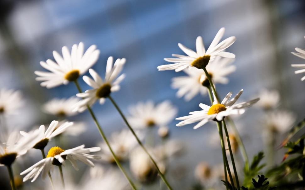 Flowers daisies close up wallpaper,flowers HD wallpaper,daisies HD wallpaper,Nature HD wallpaper,close-up HD wallpaper,1920x1200 wallpaper
