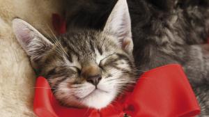 Cat Kitten Sleep Bow HD wallpaper thumb