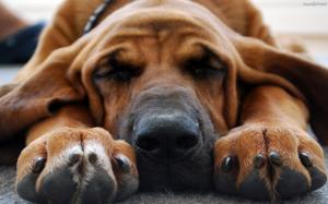 Bloodhound sleeping wallpaper wallpaper thumb