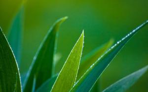 Dew drops on green leaves wallpaper thumb