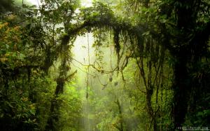 Monteverde Cloud Forest Preserve Costa Rica wallpaper thumb