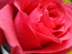 Rose, Flower, Love, Red, Fresh wallpaper thumb