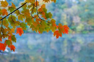 Maple banches leaves wallpaper thumb