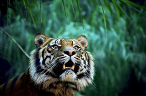 Tiger in jungle wallpaper thumb